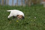 JACK RUSSEL 110